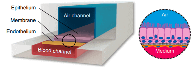 Airway-Lung-on-a-Chip-History-Origins- Development-elveflow-microfluidics-startup-technology