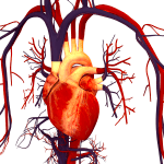 CISTEM heart on chip organ on chip Elvesys heart