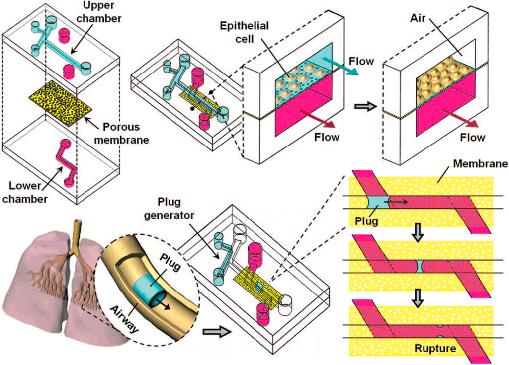 Liquid plug-Lung-on-a-Chip-History-Origins- Development-elveflow-microfluidics-startup-technology