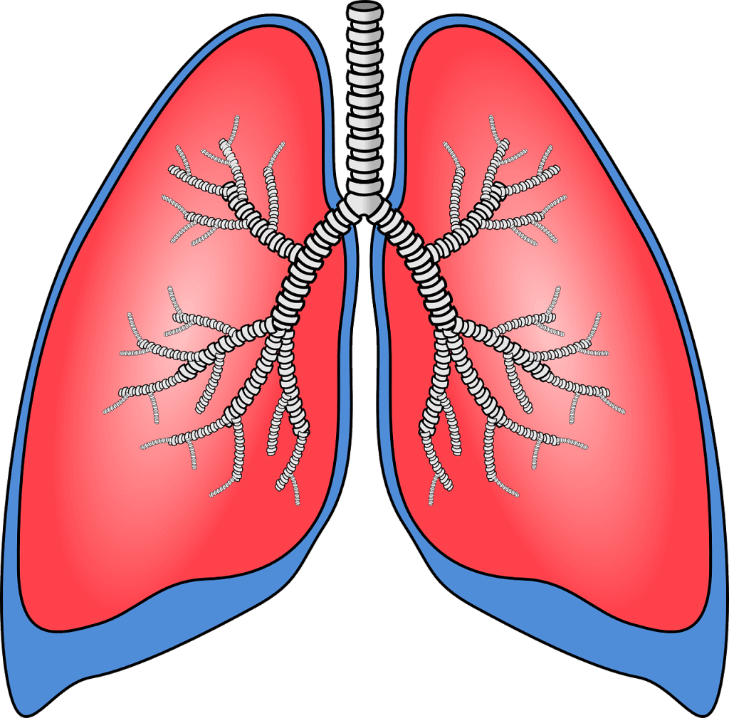 Lung-on-a-Chip-History-Origins- Development-elveflow-microfluidics-startup-technology