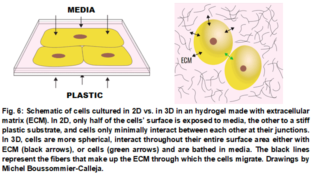 3D cell culture   2Dvs3D Elvesys
