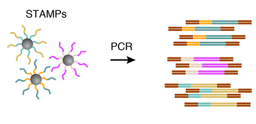 Amplification-STAMPs-PCR-drop-seq-microfluidics-single-cells-analysis-ARN-AND-barcode-complex-tissue1