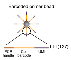 Barcoded-primer-bead-drop-seq-microfluidics-single-cells-analysis-ARN-AND-barcode-complex-tissue