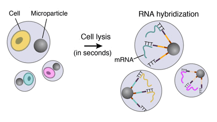 Cell-lysis-RNA-hybridization-drop-seq-microfluidics-single-cells-analysis-ARN-AND-barcode-complex-tissue