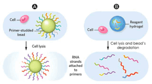 Different-types-beads-hydrogel-microparticle-drop-seq-microfluidics-sinngle-cells-analysis-ARN-AND-barcode-complex-tissue1