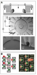 Microfluidic - Patch clamp and cell fusion 9