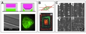 Microfluidic-Substrate-patterning-using-flow-or-active-elements-5