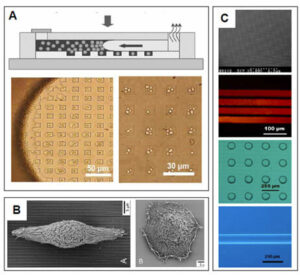 Microfluidics - Substrate physical patterning 6