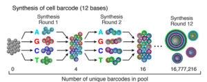 Primers-slip-and-pool-synthesis-drop-seq-microfluidics-single-cells-analysis-ARN-AND-barcode-complex-tissue