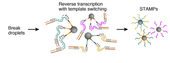 STAMPs-generation-drop-seq-microfluidics-single-cells-analysis-ARN-AND-barcode-complex-tissue1