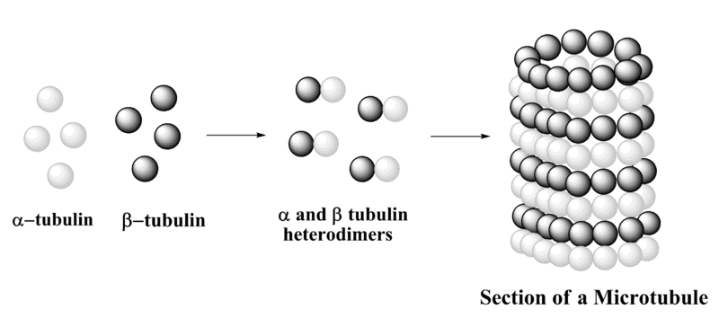 Temperature control microtubule fission yeast