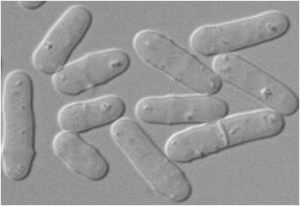 Temperature-sensitive-mutant-fission-yeast-live-cell-imaging