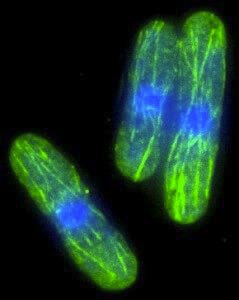 Temperature sensitive mutant fission yeast live cell imaging cytosqueleto