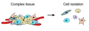 cell-isolation-drop-seq-microfluidics-sinngle-cells-analysis-ARN-AND-barcode-complex-tissue