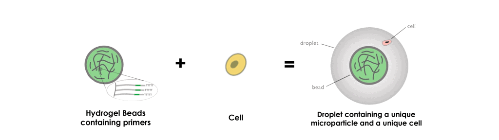 hydrogel-beads-microparticles-drop-seq-microfluidics-single-cells-analysis-ARN-AND-barcode-complex-tissue1-1024x288 (1)