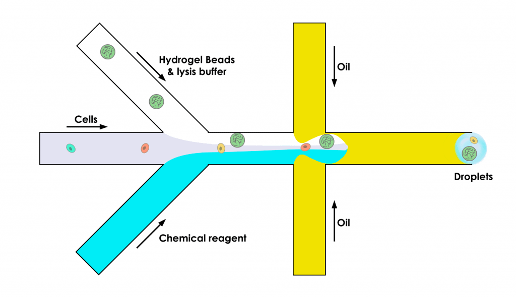 microfluidic-chip-hydrogel-beads-microparticle-drop-seq-microfluidics-single-cells-analysis-ARN-AND-barcode-complex-tissue-1024x590