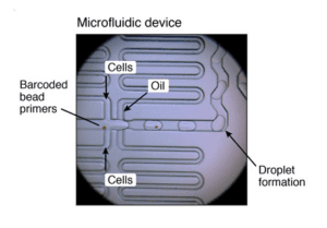 microfluidic-device-picture-drop-seq-microfluidics-single-cells-analysis-ARN-AND-barcode-complex-tissue
