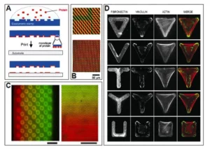 microfluidics-Substrate-patterning-using-microcontact-printing-4