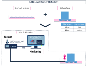 microfluidics-for-cell-biology-mechanical-stress