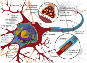 syringe pump application neuroscience