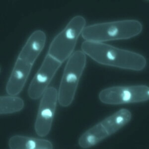 Temperature control cell cycle fission yeast 300x300