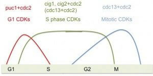 Temperature control fission yeast cell cycle