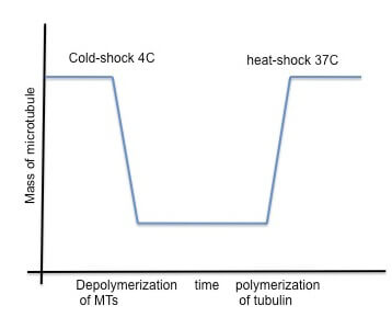 temperature control microtubule fission yeast