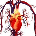 CISTEM heart on chip organ on chip Elvesys heart 540x304