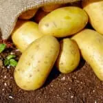 MAHT-FunSST_lab-on-chip_screening-Elvesys-potatoes