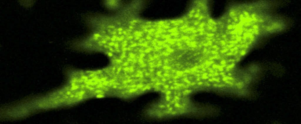 Ph change impact on protein properties perfusion