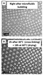 Pictures of Chitosan foams.