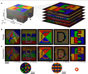 Confocal laser scanning fluorescence microscopy of fabricated structure