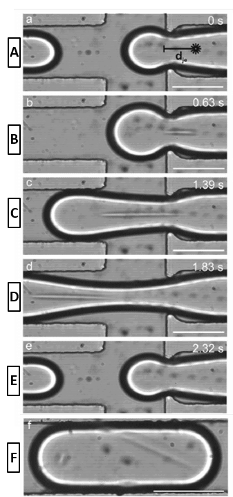 Fig 3. PEGDA fiber production via microfluidics and encapsulation into microdroplets.