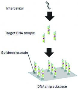 Coronavirus-DNA sequencing