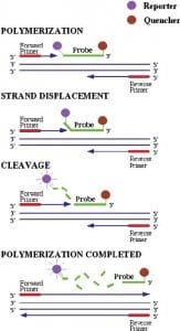 Coronavirus-PCR