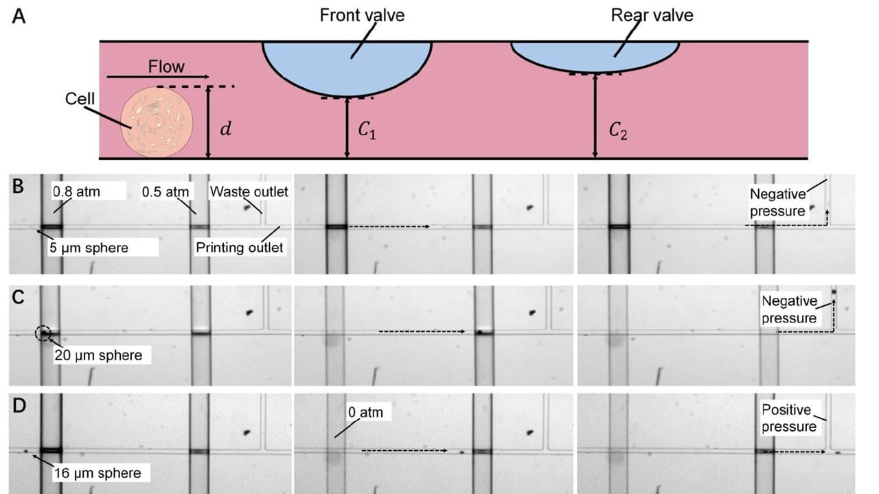 Dynamic single cell screening Fig2