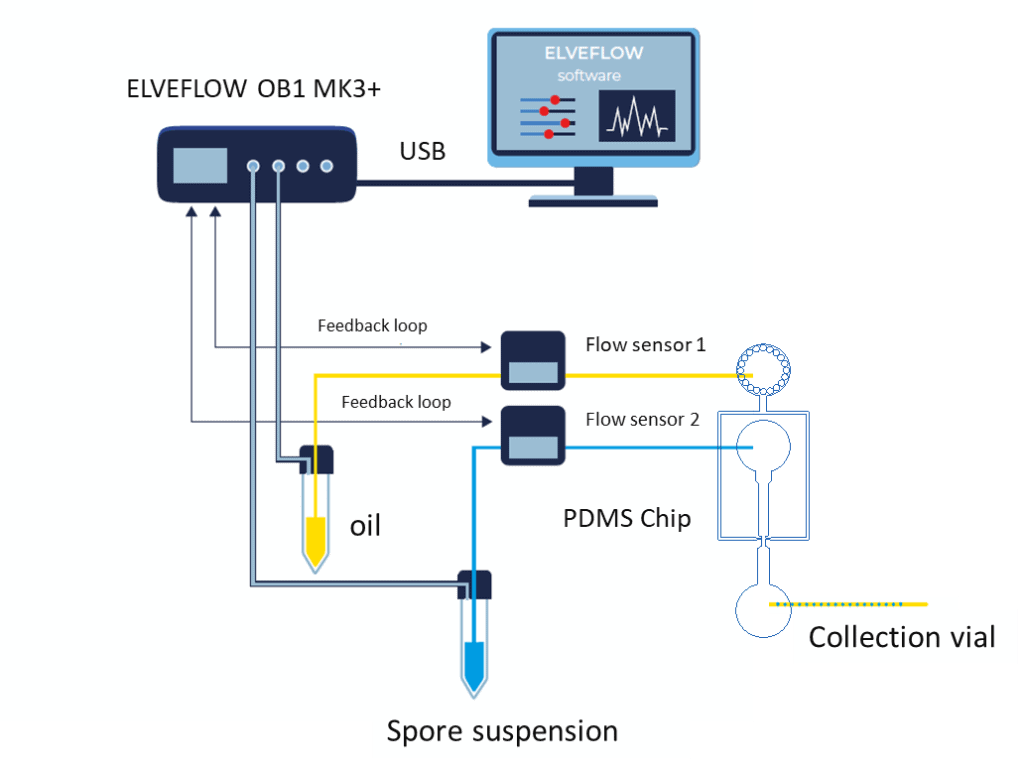 Single spore encapsulation Fig 5