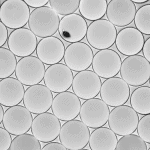 Single spore of Alternaria alternata encapsulated in droplet