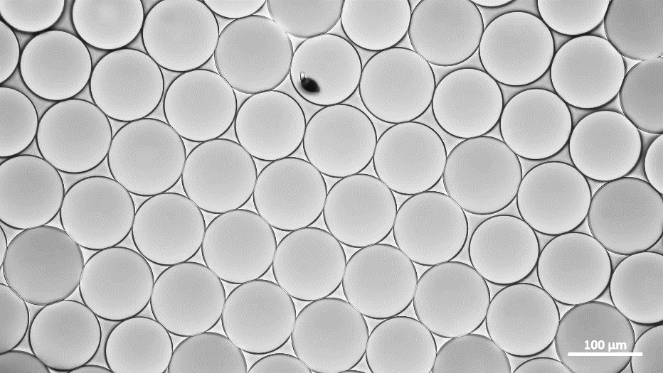 Single spore of Alternaria alternata encapsulated in droplet