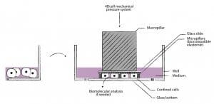 cell-confinement-4dcell