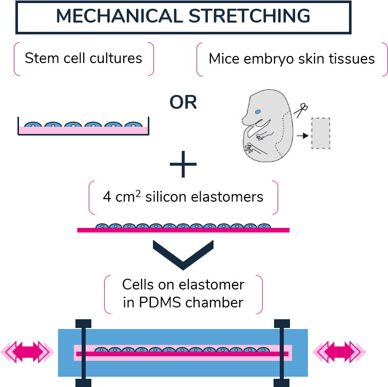 mechanical stress: mechanical-stress-dna-damage-microfluidic-stretching