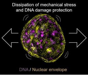 dna-damage-microfluidics