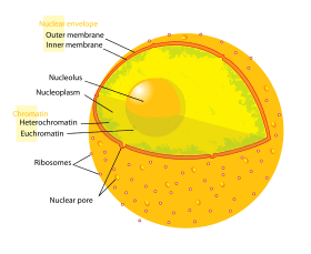 dna-damage-microfluidics-heterochromatin