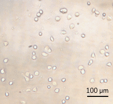 Automated cell seeding MFC7 cells in chip t2