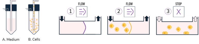 Automated Cell-Seeding for Dynamic Cell Culture - Elveflow