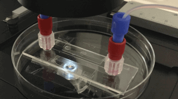 Automated cell seeding perfusion chamber