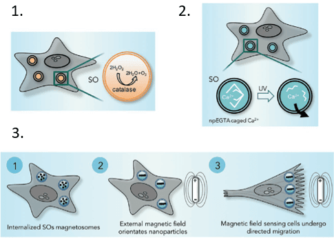 Synthetic Organelle Schematic