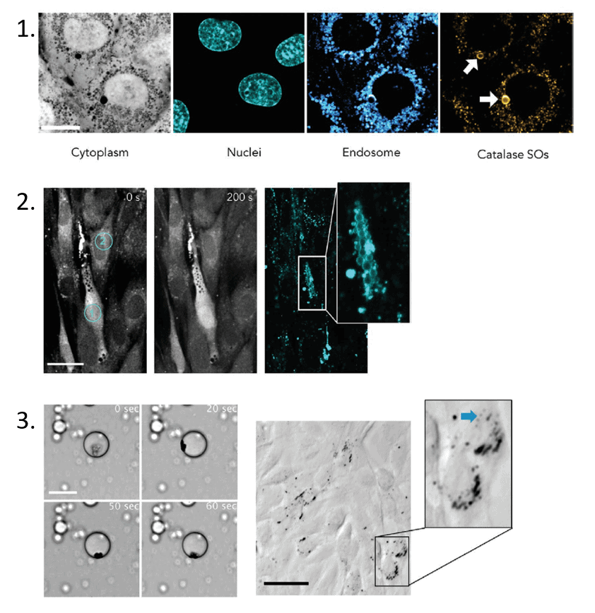 Synthetic Organelle images
