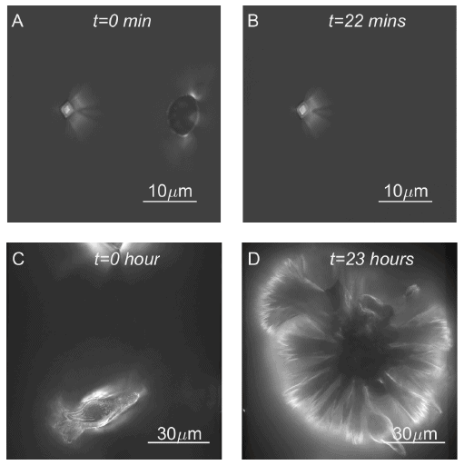 nucleation and crystal growth fig 4