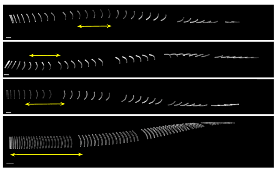 Transport of confined flexible fibers particles in microfluidic devices